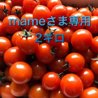mameさま専用！5/17発送！　採れたてミニトマト♡(野菜)