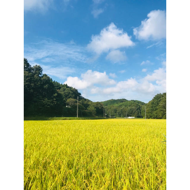 大好評　特別栽培米　食味特Aランク あきたこまち　チヨニシキ　 無化学肥料 食品/飲料/酒の食品(米/穀物)の商品写真