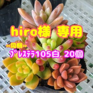 【hiro様 専用】【抜き苗】多肉植物 カラフル寄せ植え♪ 他 セダム 紅葉(その他)