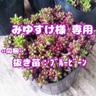 【みゆすけ様 専用】【抜き苗】ポーチュラカ ピンキー 他 多肉植物 紅葉(その他)