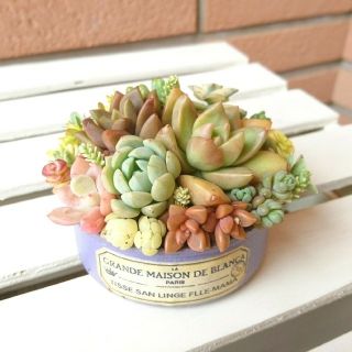 多肉植物★寄せ植え★(その他)