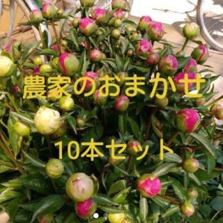 シャクヤク(芍薬)【おまかせ】10本セット(その他)