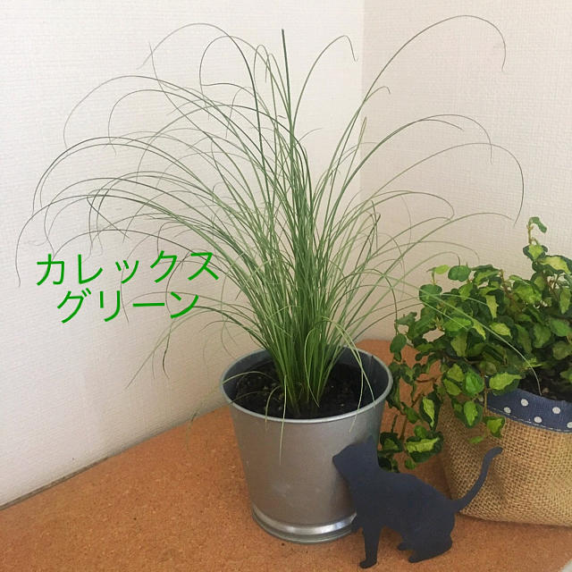 カレックス　グリーン ハンドメイドのインテリア/家具(家具)の商品写真