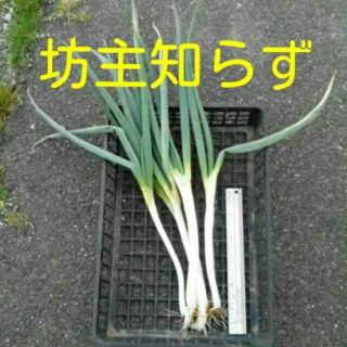 太系 坊主知らず ネギ苗2本 着払い381円 坊主不知 ワケネギ(野菜)