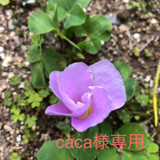 オキザリス球根紫がかったピンクの花、ピンクの花計15球♡ ハンドメイドのフラワー/ガーデン(その他)の商品写真
