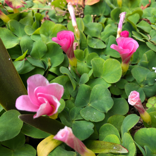 オキザリス球根紫がかったピンクの花、ピンクの花計15球♡ ハンドメイドのフラワー/ガーデン(その他)の商品写真