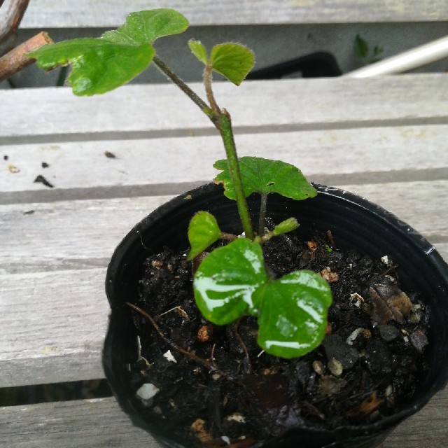 琉球朝顔 抜き苗 1本の通販 By 木の実樹のママ ラクマ 琉球朝顔 抜き苗 1本の通販 By 木の実樹のママ ラクマ
