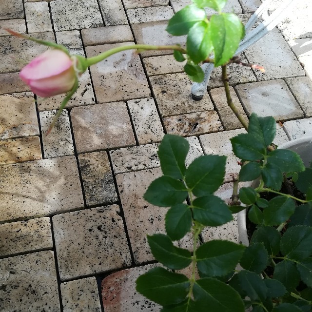 ピンク系バラ苗　3年め苗 ハンドメイドのフラワー/ガーデン(その他)の商品写真