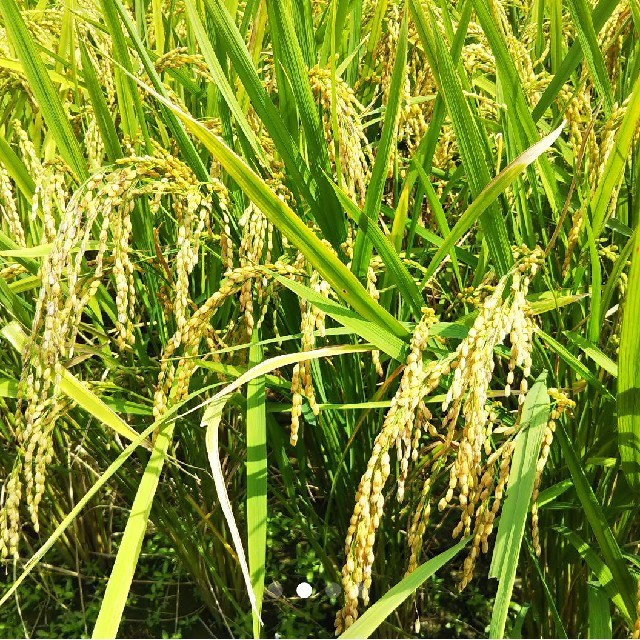 お米20㎏(精米後18㎏大分県産ヒノヒカリ(こめ・お米10㎏・お米10 お米20㎏(精米後18㎏大分県産ヒノヒカリ(こめ・お米10㎏・お米10