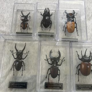 クワガタ カブトムシ フィギュア 模型(その他)