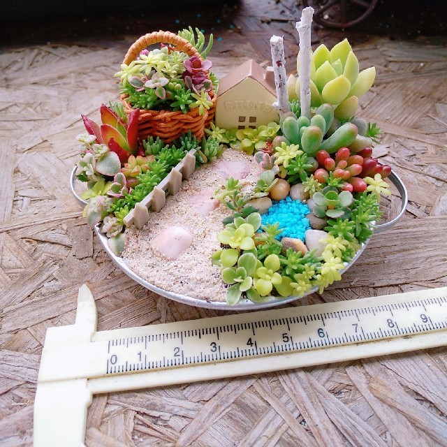 MAKKO様  専用  多肉植物  寄せ植え   ハンドメイドのフラワー/ガーデン(その他)の商品写真