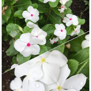 花の種　日々草　朝顔　マリーゴールド (その他)