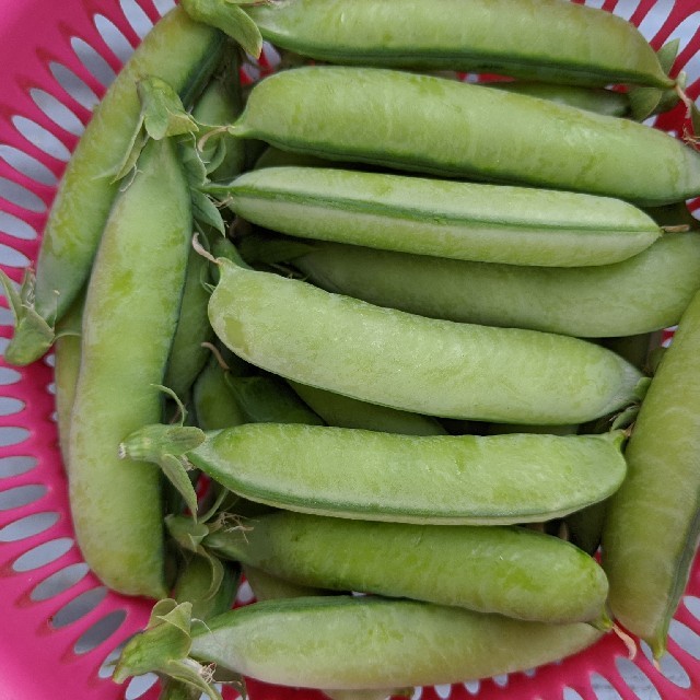 岡山県産  新鮮野菜  うすいえんどう  正味720グラム  無農薬 食品/飲料/酒の食品(野菜)の商品写真