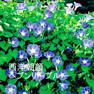春まき花の種　　西洋朝顔「ヘブンリーブルー」の種を60粒(その他)
