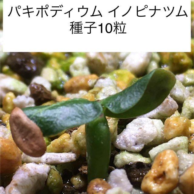 パキポディウム イノピナツム 種子10粒 その他のその他(その他)の商品写真