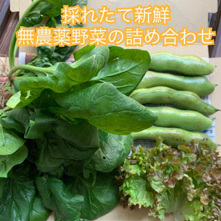 本日限定＊採れたて新鮮＊無農薬野菜の詰め合わせ＊ほうれん草＊ネコポスで翌日配達＊(野菜)