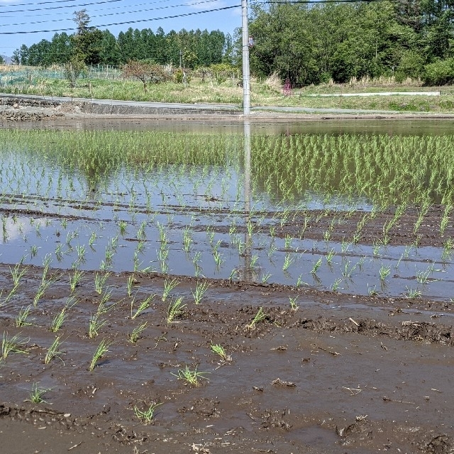 madameM様専用　令和元年度産　梨北米　20kg 1等米　減農薬　農家直送 食品/飲料/酒の食品(米/穀物)の商品写真