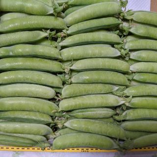 岡山県産  うすいえんどう  2000グラム  無農薬(野菜)