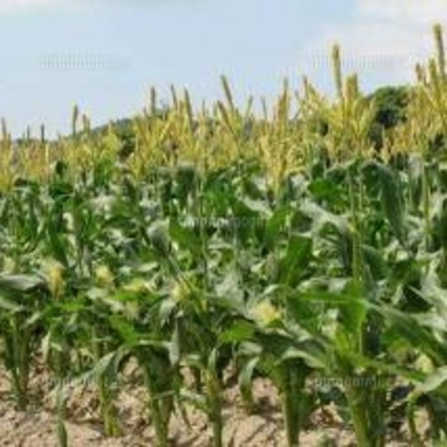 送料税込み   🌽山梨県産🌽とれたて新鮮ヤングコーン🌽  食品/飲料/酒の食品(野菜)の商品写真