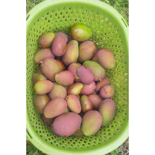 沖縄県産　摘果マンゴー　2キロ 食品/飲料/酒の食品(フルーツ)の商品写真