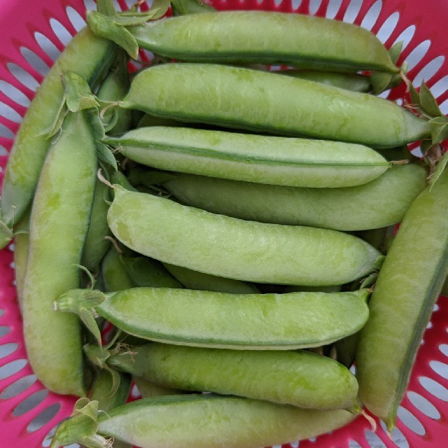 岡山産  新鮮野菜  うすいえんどう  正味720グラム  無農薬 食品/飲料/酒の食品(野菜)の商品写真