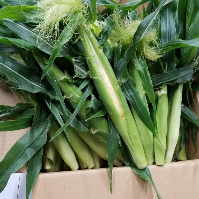 希少🌽山梨県産🌽ヤングコーン🌽 食品/飲料/酒の食品(野菜)の商品写真