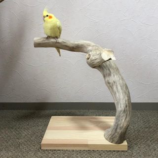 【流木の止まり木】鳥　バードスタンド 存在感ある太い木と色が魅力的！(鳥)
