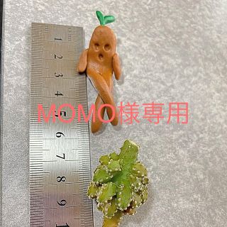 多肉植物◎マンドラゴラ妖精(その他)