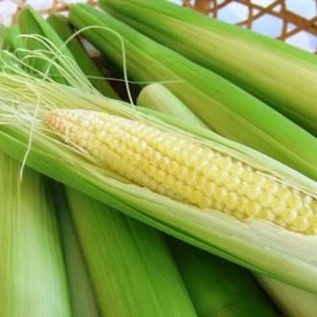 山梨県産🌽新鮮ヤングコーン🌽 食品/飲料/酒の食品(野菜)の商品写真