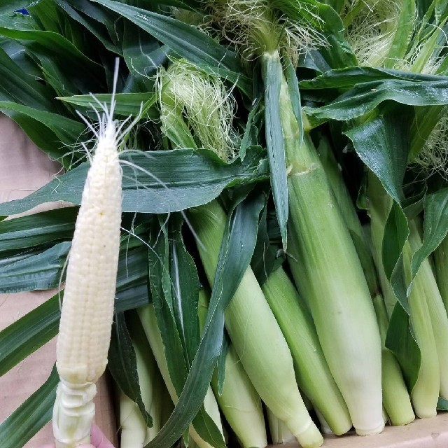 希少🌽山梨県産ヤングコーン🌽 食品/飲料/酒の食品(野菜)の商品写真