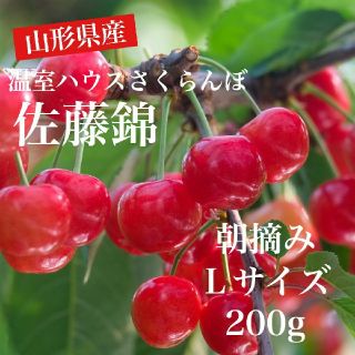 山形県産　温室さくらんぼ　佐藤錦　朝摘みＬサイズ200g　①(フルーツ)