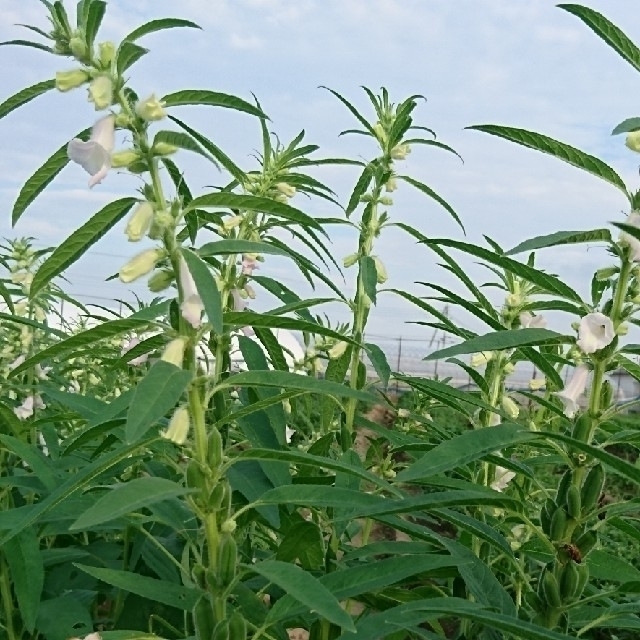 洗い金ごま　100g　無農薬、無肥料の自然栽培 食品/飲料/酒の食品(野菜)の商品写真