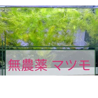 無農薬 マツモ 10本(アクアリウム)