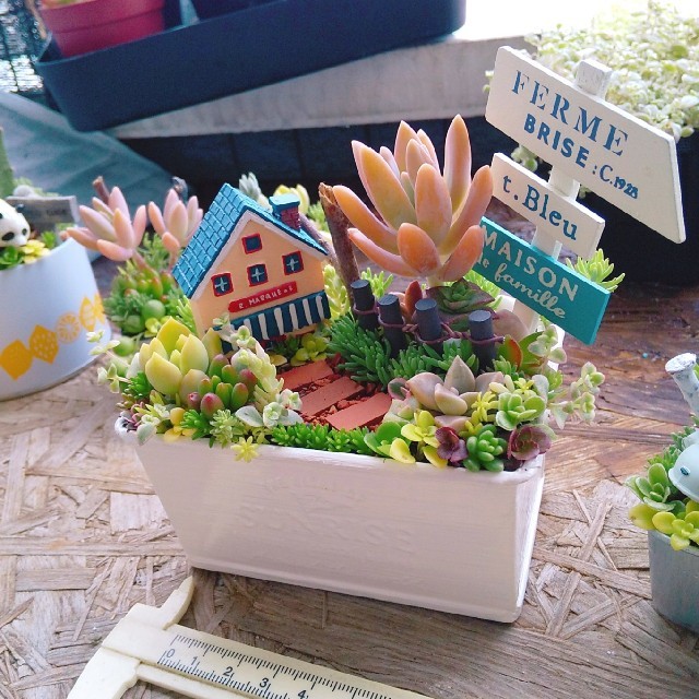 多肉植物  寄せ植え  即購入OK！ ハンドメイドのフラワー/ガーデン(その他)の商品写真