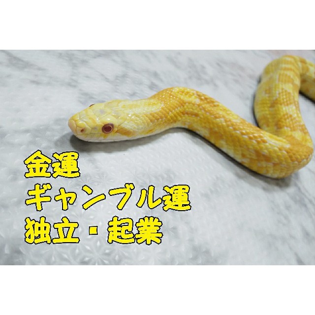蛇の抜け殻 1本脱ぎ 蛇の皮 黄色の蛇の通販 By へびーず ラクマ