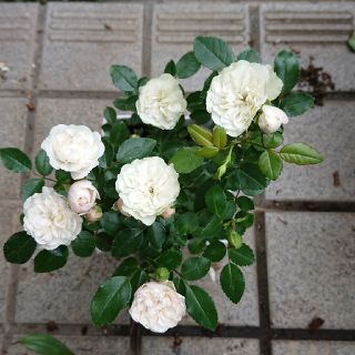 バラ🌹 グリーンアイス(その他)