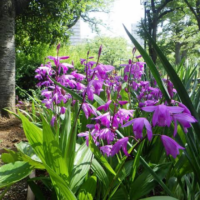 紫蘭　お得な5株　殖えます　シラン ハンドメイドのフラワー/ガーデン(その他)の商品写真