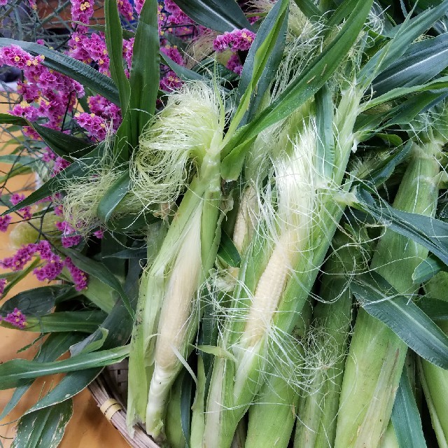 🌽ヤングコーン🌽山梨県産🌽産地直送🌽 食品/飲料/酒の食品(野菜)の商品写真