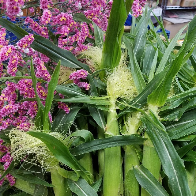 🌽ヤングコーン🌽山梨県産🌽産地直送🌽 食品/飲料/酒の食品(野菜)の商品写真