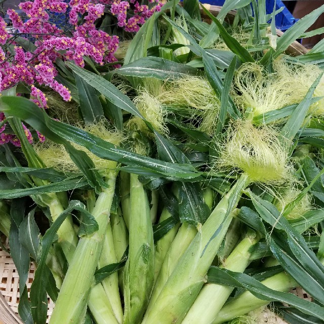 🌽ヤングコーン🌽山梨県産🌽産地直送🌽 食品/飲料/酒の食品(野菜)の商品写真