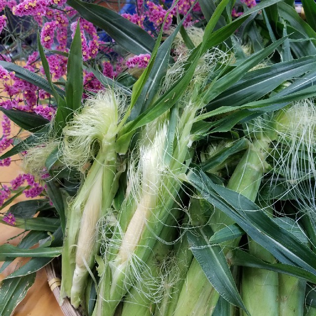 🌽ヤングコーン🌽朝採り山梨県産🌽 食品/飲料/酒の食品(野菜)の商品写真