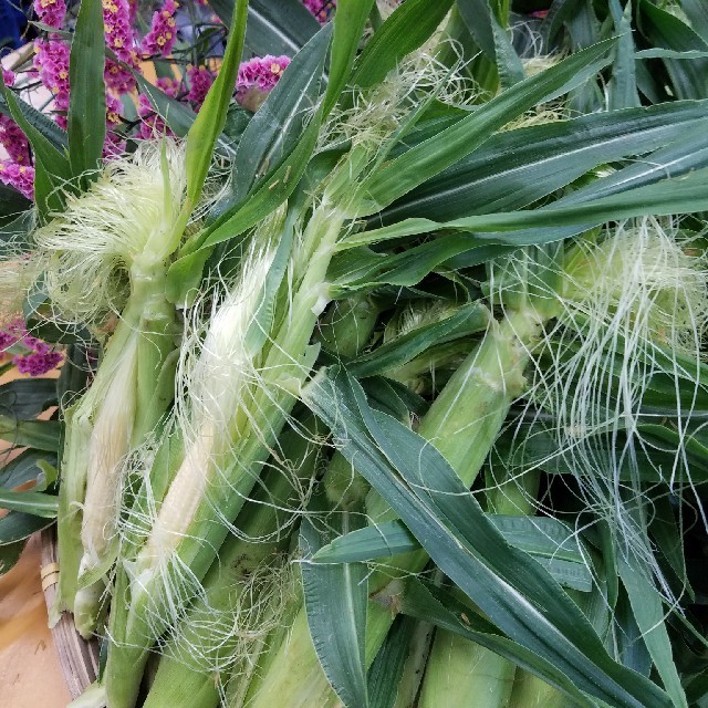 🌽ヤングコーン🌽朝採り山梨県産🌽 食品/飲料/酒の食品(野菜)の商品写真