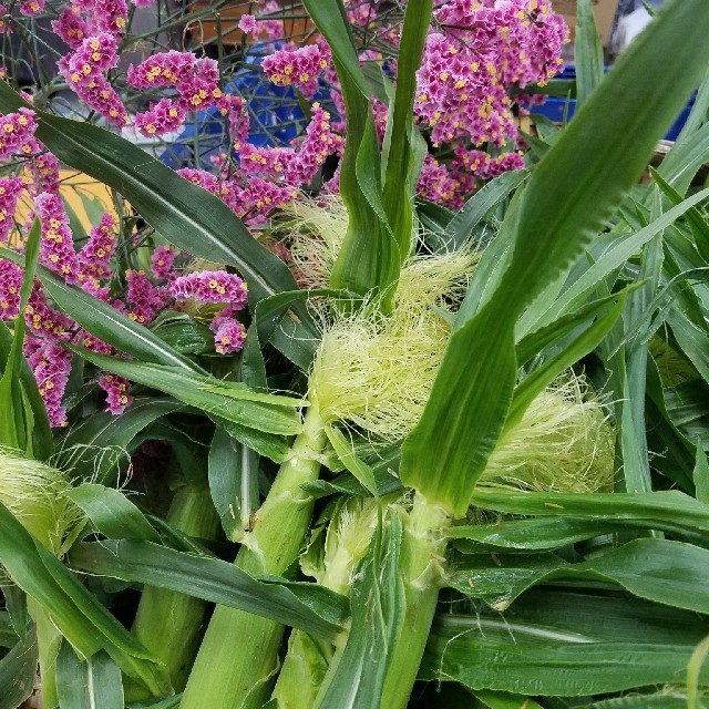 🌽ヤングコーン🌽朝採り山梨県産🌽 食品/飲料/酒の食品(野菜)の商品写真