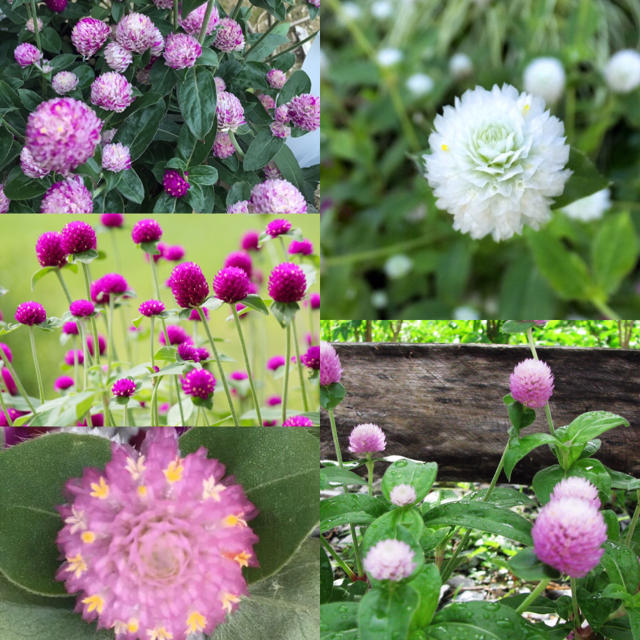 5種類 千日紅の種 5月が蒔き時 の通販 By 花りんこ 平日発送 ラクマ