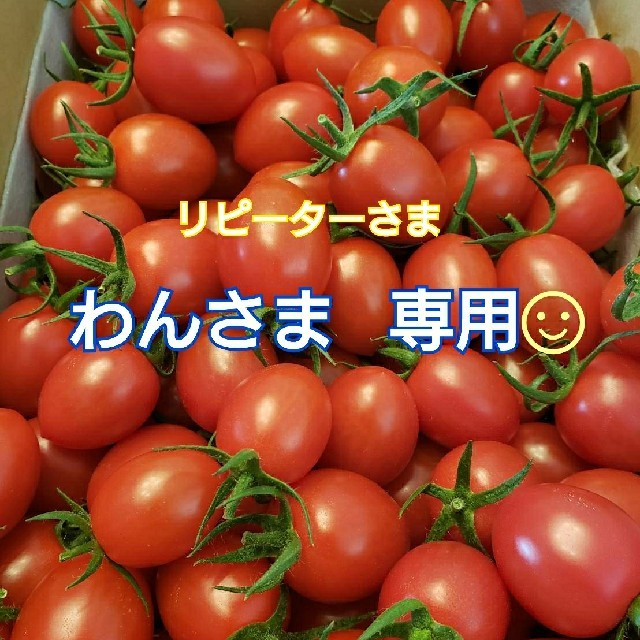 ８㎏ わんさま専用です☺️ ミニトマト