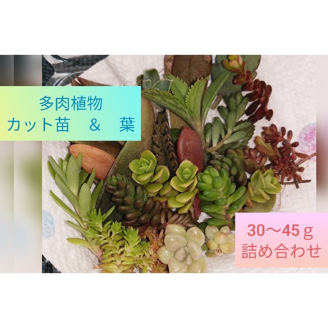 多肉植物　詰め合わせ ハンドメイドのフラワー/ガーデン(プランター)の商品写真