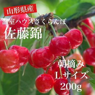 山形県産　温室さくらんぼ　佐藤錦　朝摘みＬサイズ200g　③(フルーツ)