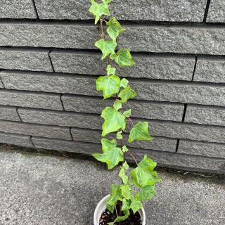 観葉植物　アイビー(その他)