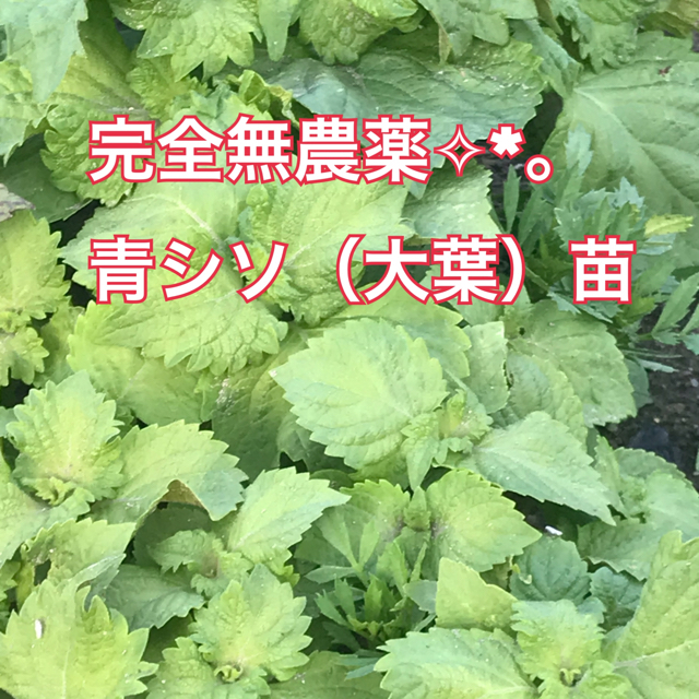 完全無農薬✨青シソ（大葉）根付き苗5本🌱 食品/飲料/酒の食品(野菜)の商品写真