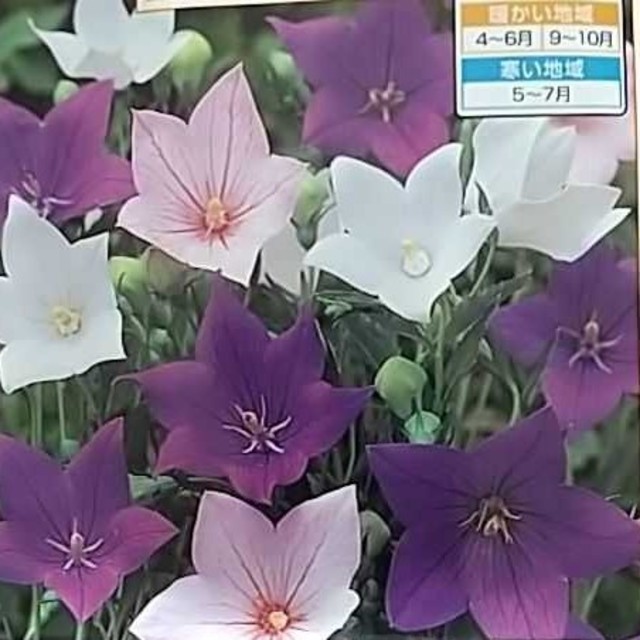 花の種　６０粒 ハンドメイドのフラワー/ガーデン(その他)の商品写真